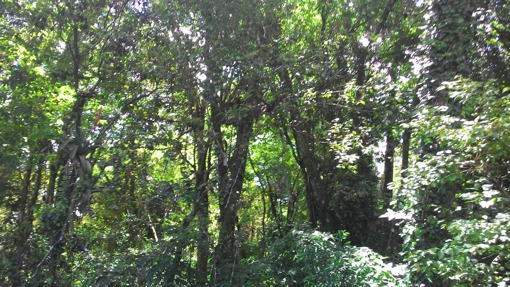 Chales Araucarias Da Serra Canela Kamer foto
